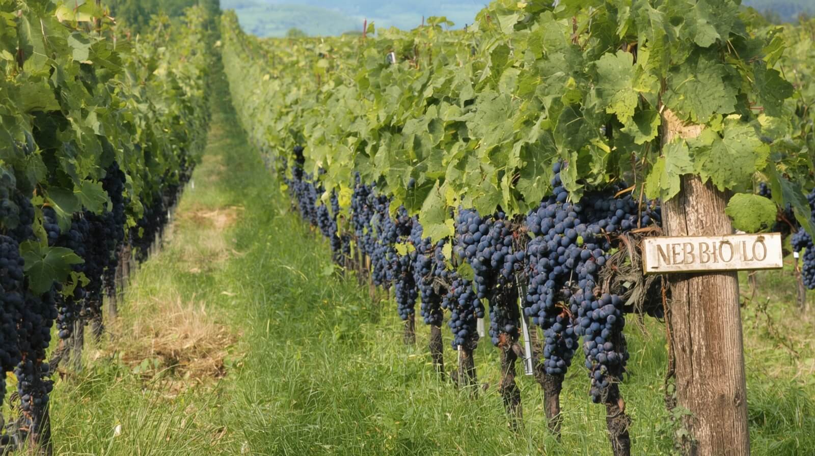 Jak se Nebbiolo pěstuje v Langhe