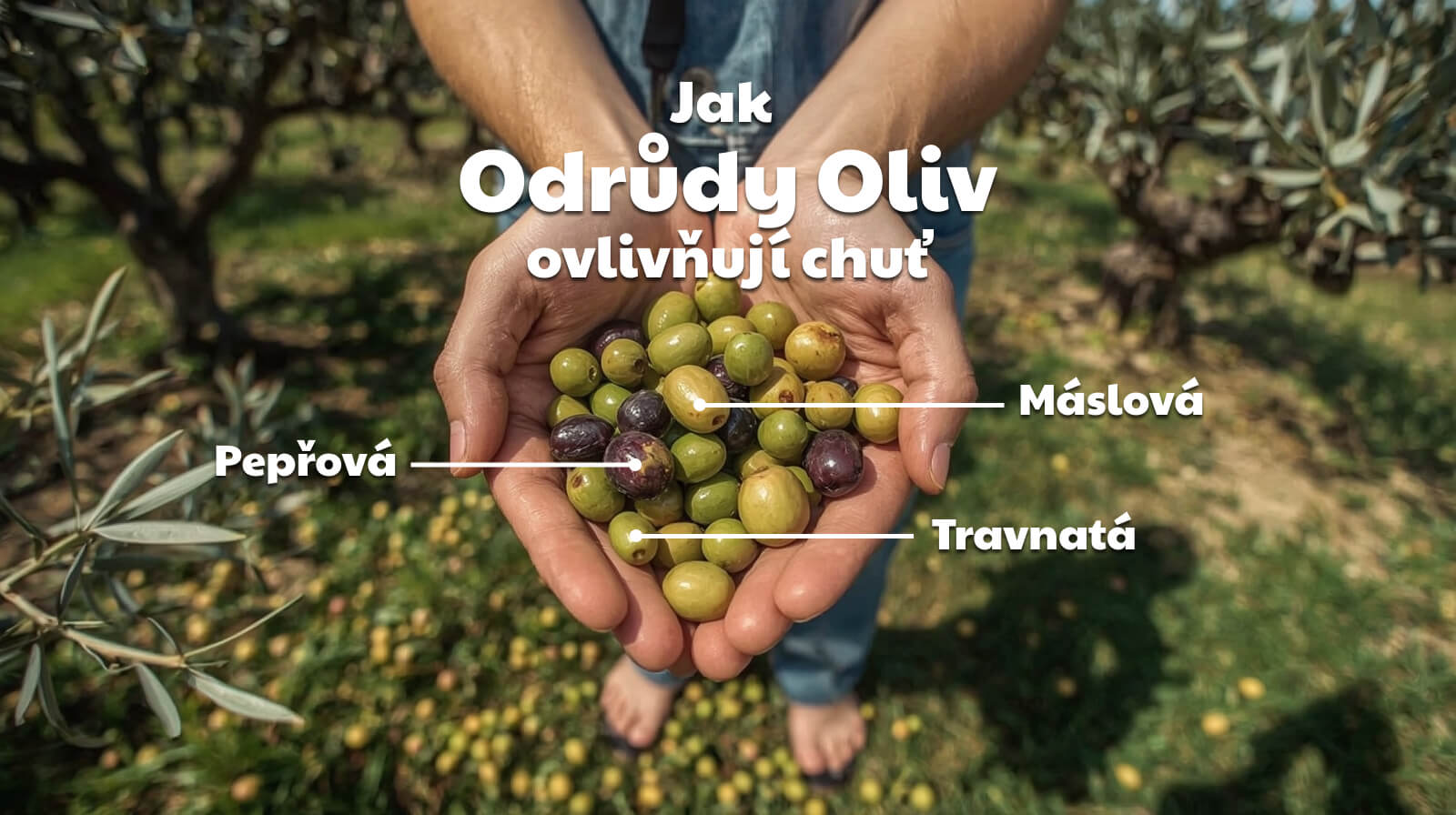 Jak odrůdy oliv ovlivňují chuť