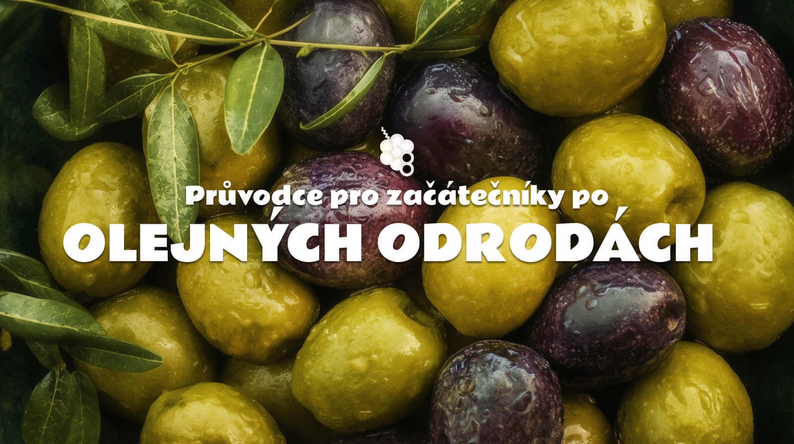 Průvodce začátečníka po odrůdách oliv: Jak chutná každá z nich a jak si vybrat